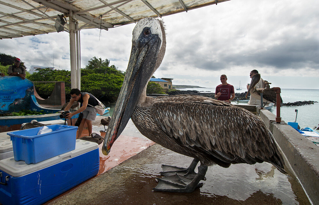 Braunpelikan (Pelecanus occidentalis), Taucher, Fischmarkt Puerto Ayora, Insel Santa Cruz, Galapagos-Inseln, Ecuador