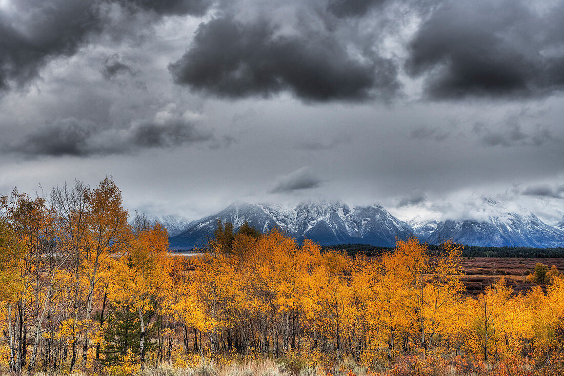 Grand Teton Mountains and Autumn (Fall) colour\nGrand Tetons National Park\nWyoming. USA\nLA006533