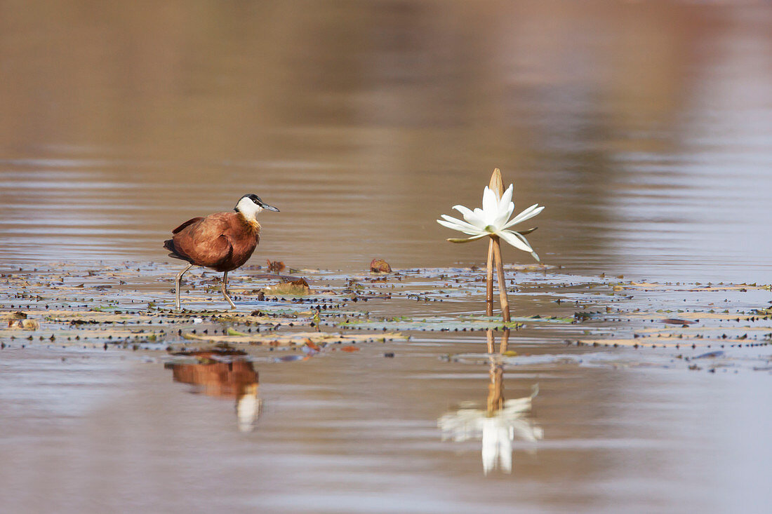 African Jacana - with water lily flowers Actophilornis africanus Gambia, West Africa BI025250