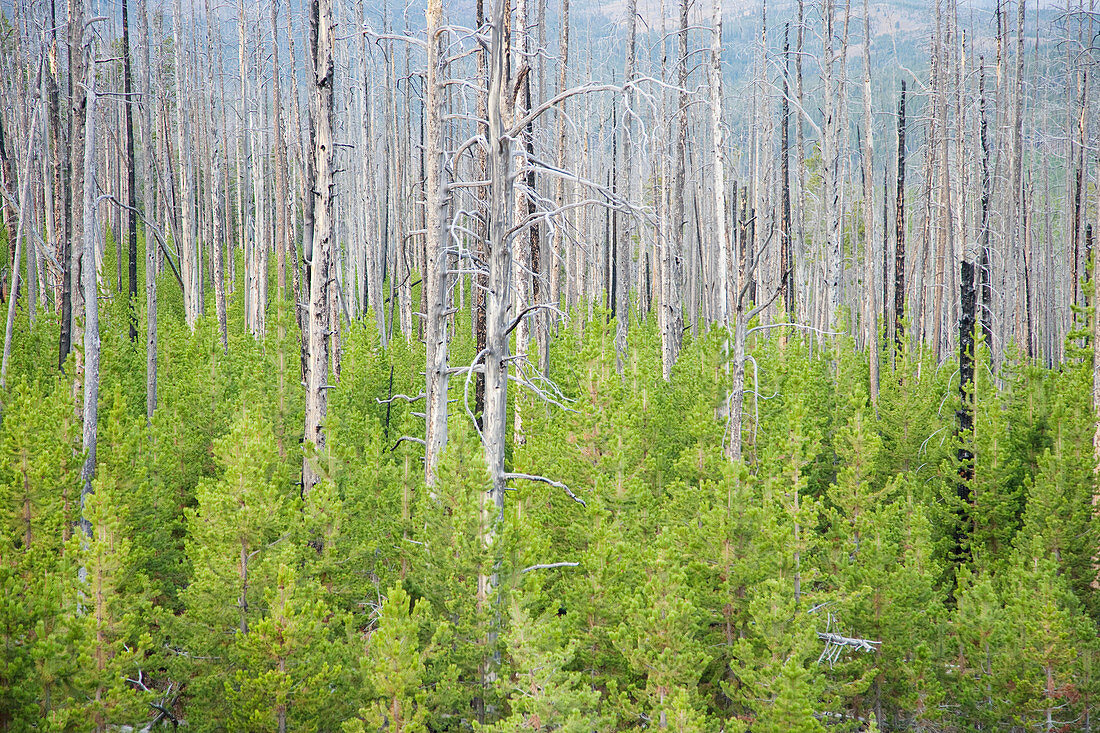 Fire damaged trees at Dunraven Pass Yellowstone National Park Wyoming. USA LA006775