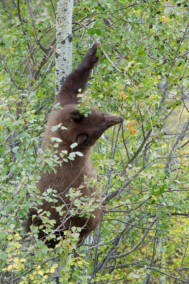Black Bear - climbing tree to feed on berries in autumn Ursus americanus Grand Tetons National Park Wyoming. USA MA002631