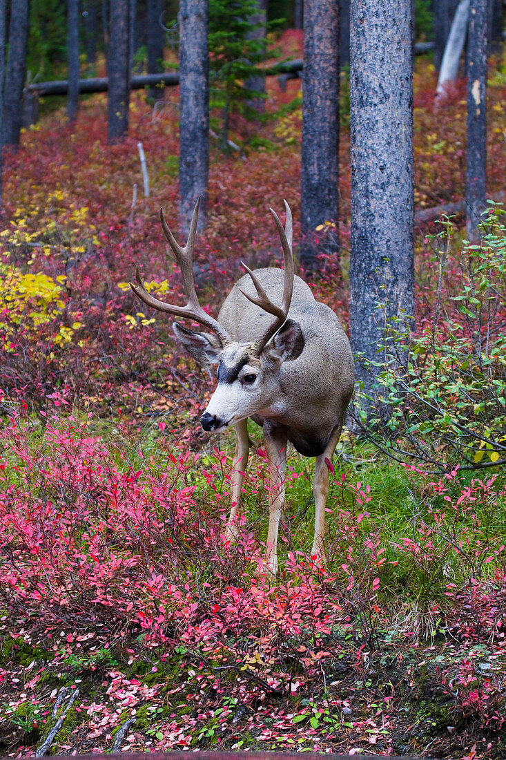 Weißwedelhirsch (Odocoileus virginianus), im herbstlichen Wald, Grand-Teton-Nationalpark, Wyoming, USA MA002732