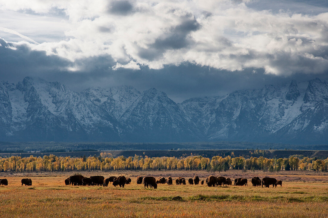 Amerikanischer Bison (Bison bison), weidend vor Teton Range, Grand-Teton-Nationalpark, Wyoming, USA MA002664
