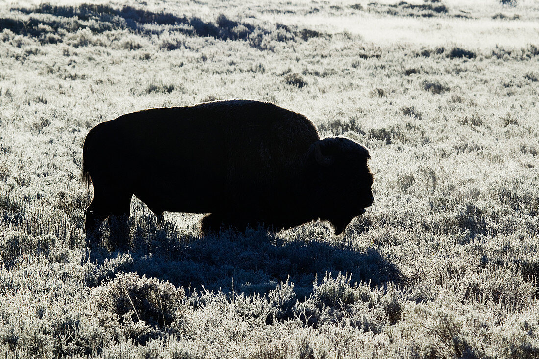 Amerikanischer Bison (Bison bison), Silhouette im Frost am frühen Morgen, Yellowstone-Nationalpark, Wyoming, USA MA002767