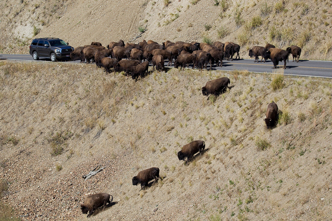 Amerikanischer Bison (Bison bison), verursacht Stau auf der Straße, Yellowstone-Nationalpark, Wyoming, USA MA002757