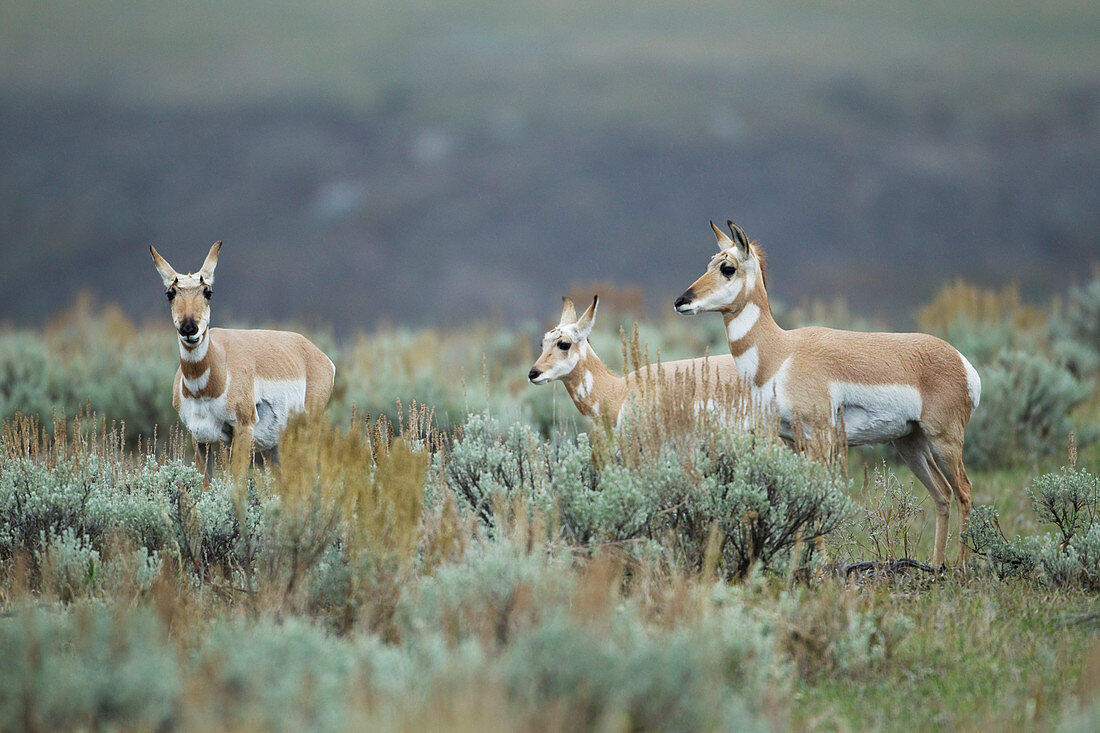 Pronghorn Antelope - females and calf in sagebrush Antilocapra americana Yellowstone National Park Wyoming. USA MA002850 
