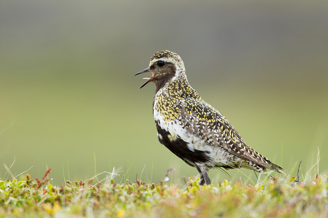 Golden Plover - calling Pluvialis apricaria Iceland BI026856