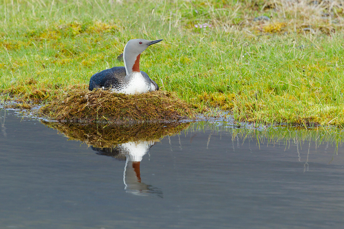 Sterntaucher ( Gavia stellata) am Nest, Island BI025959