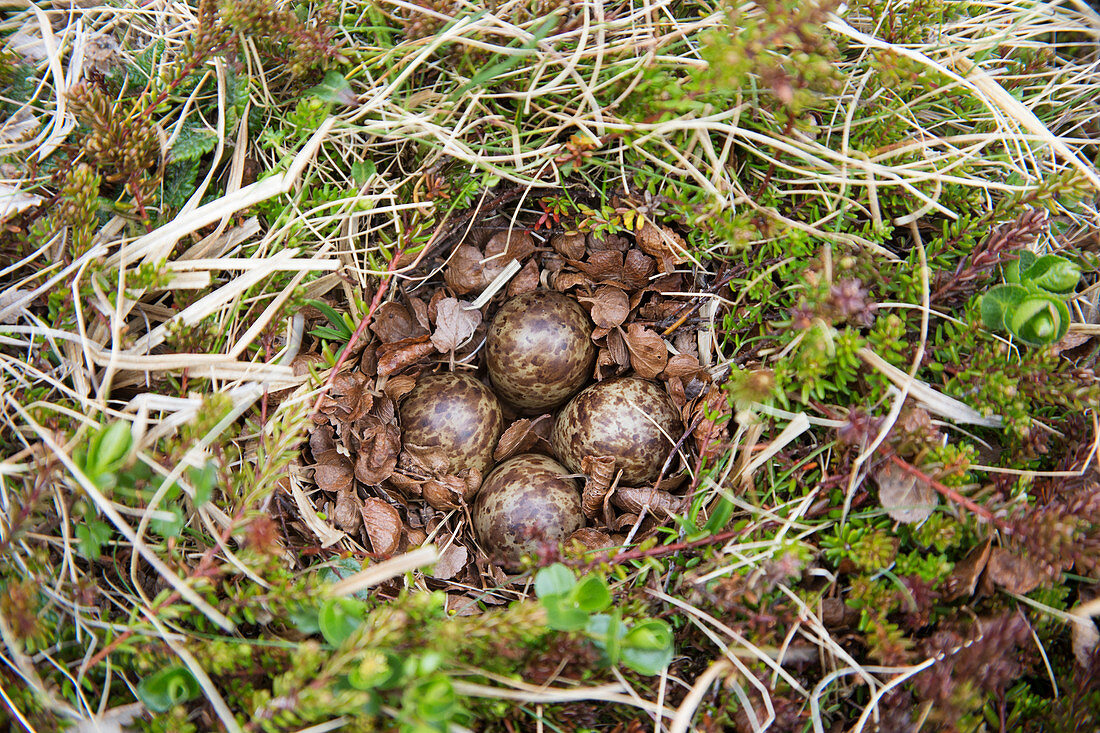 Dunlin - nest with four eggs Calidris alpina Merakkasletta Peninsular Iceland BI028986 