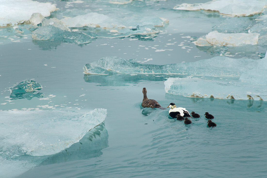 Common Eider - family group amongst icebergs Somateria mollissima Jokulsarlon Lagoon Iceland BI028548 