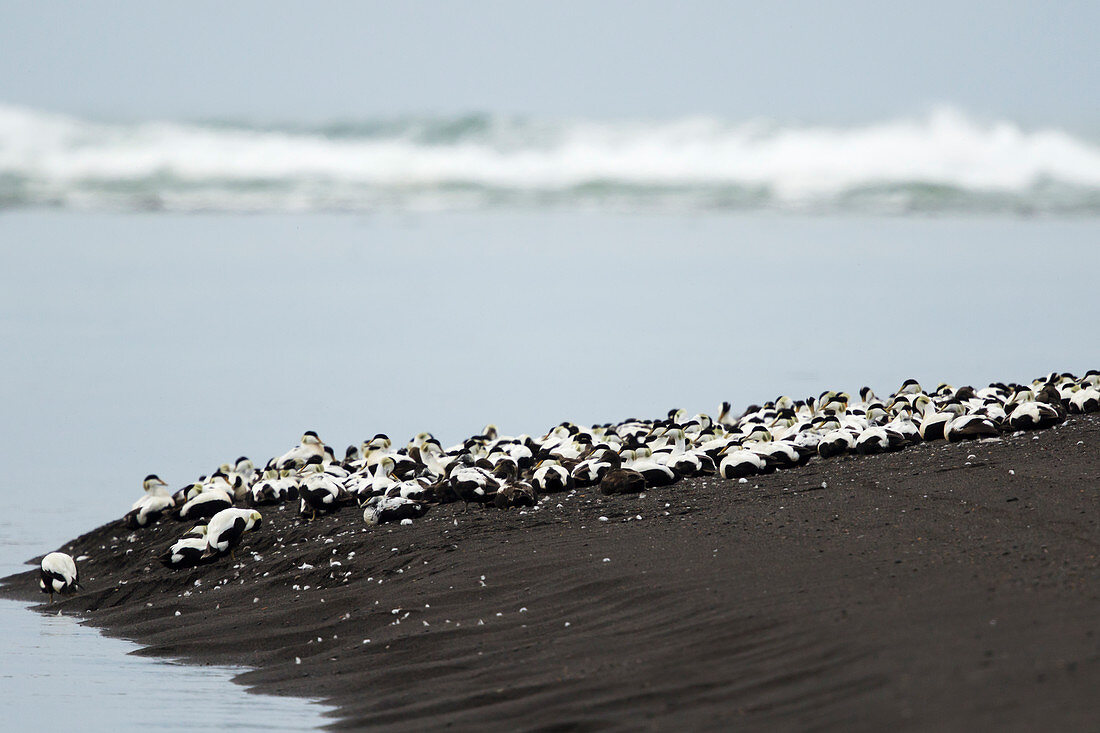 Eiderente (Somateria mollissima), am Strand rastende Schar, Südküste von Island BI028300