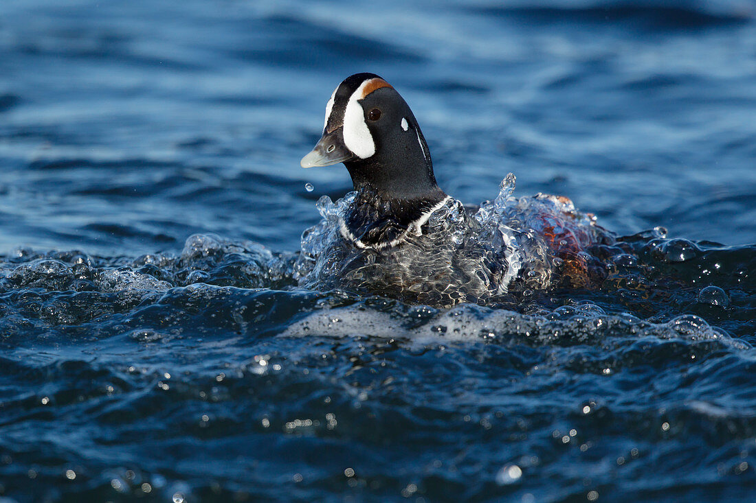 Kragenente, auch Harlequin duck (Histrionicus histrionicus), männlich, Island BI026274