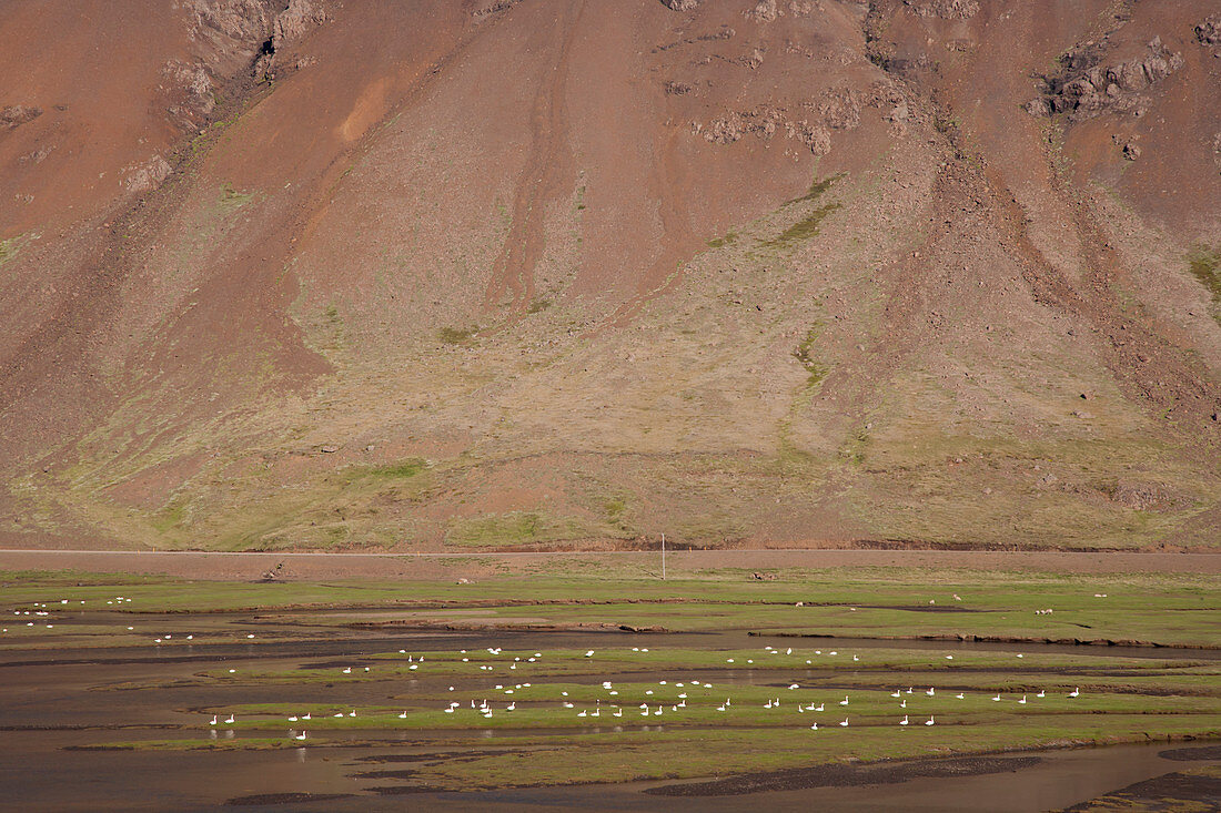 Whooper Swan - flock in fjord Cygnus cygnus Iceland BI026546