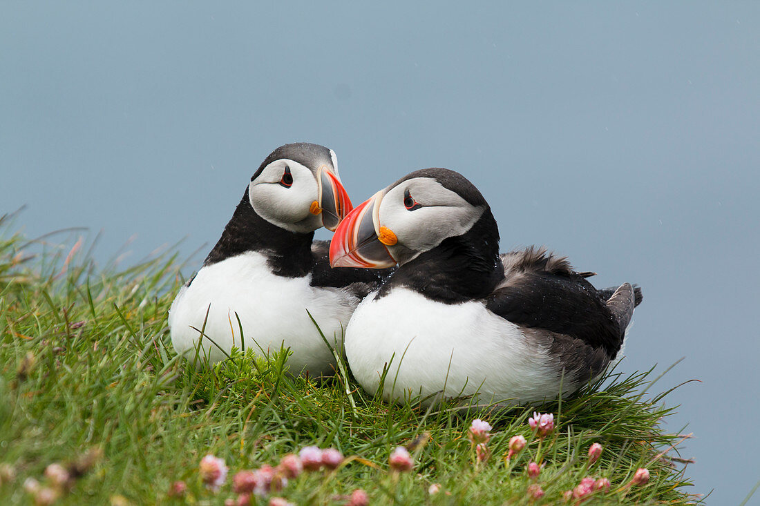 Papageitaucher (Fratercula arctica), Paar am Klippenrand, Látrabjarg, Island BI026514