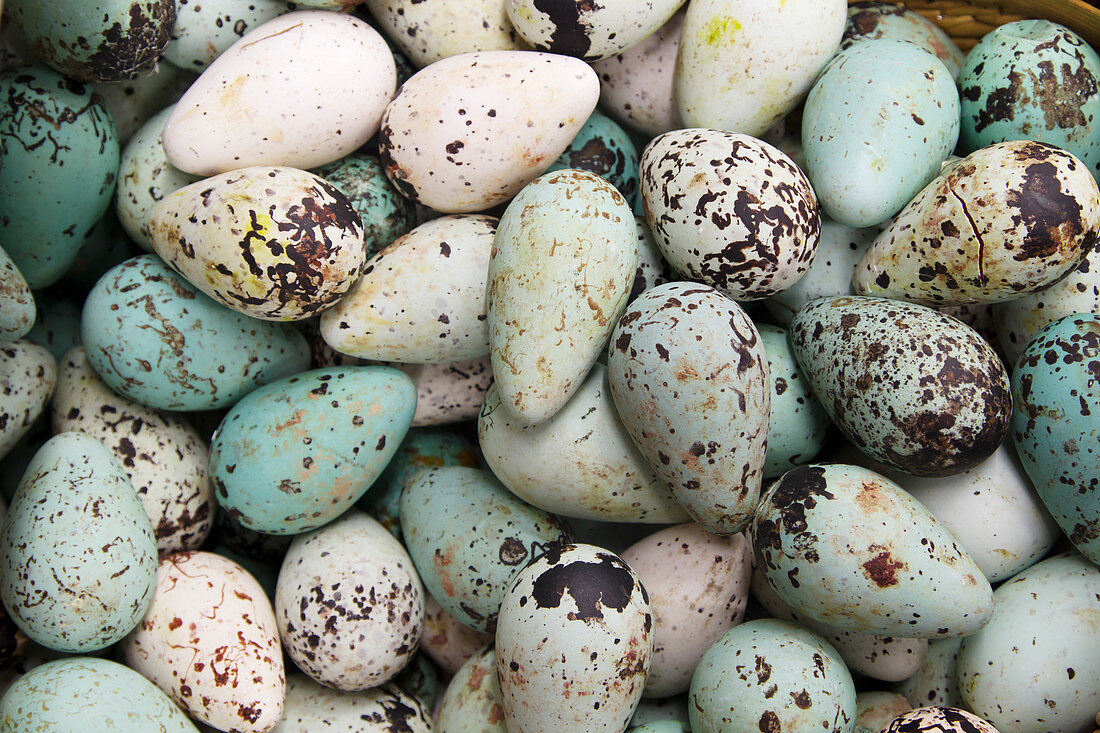 Common Guillemot - eggs on sale in supermarket Uria algae Iceland BI026430