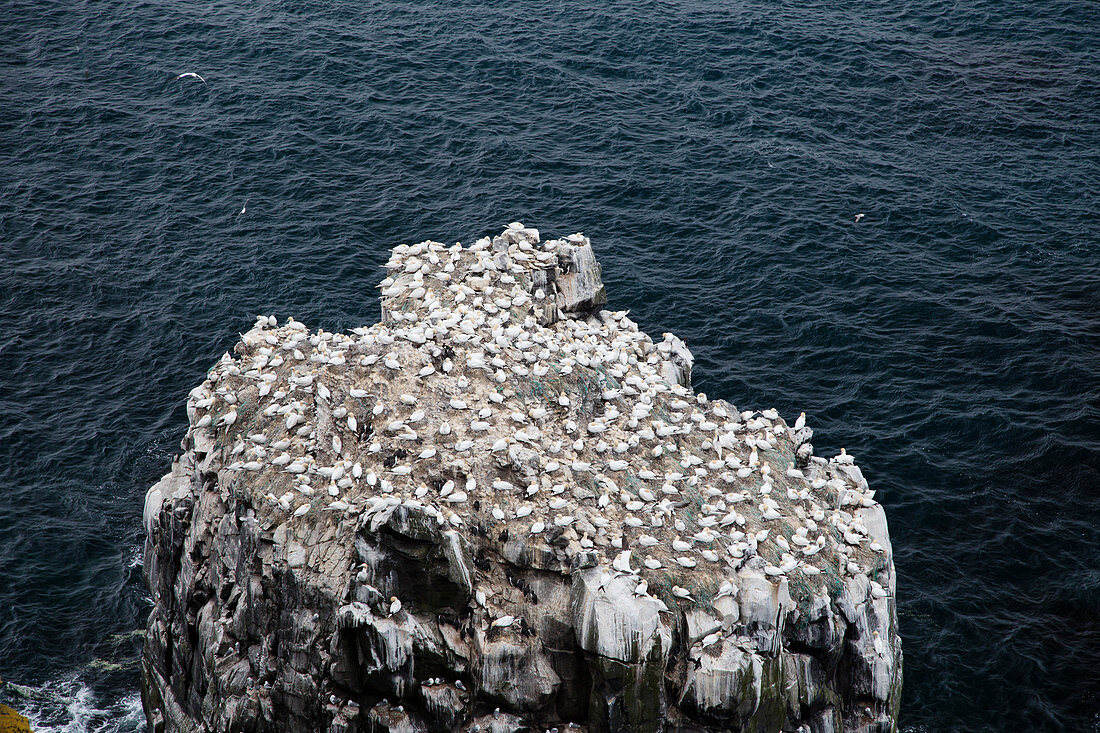 Basstölpel (Morus bassanus), Kolonie, Halbinsel Langanes, Island BI029189