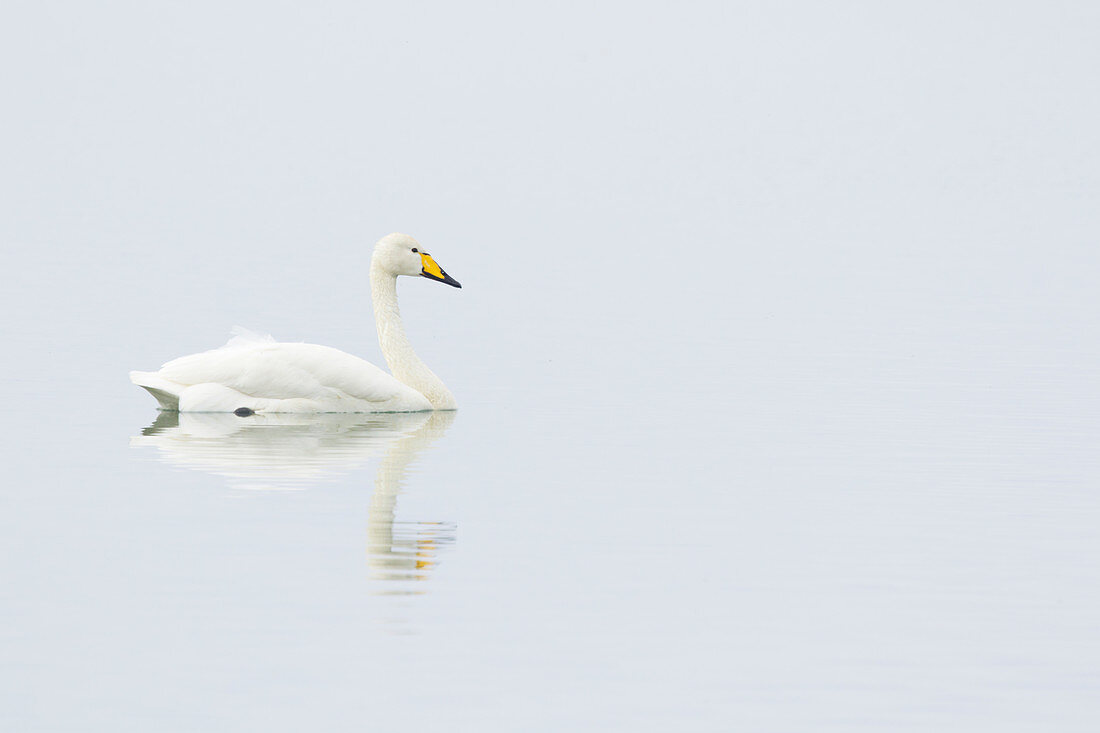 Whooper Swan - on lake Cygnus cygnus Lake Myvatn Iceland BI028883 