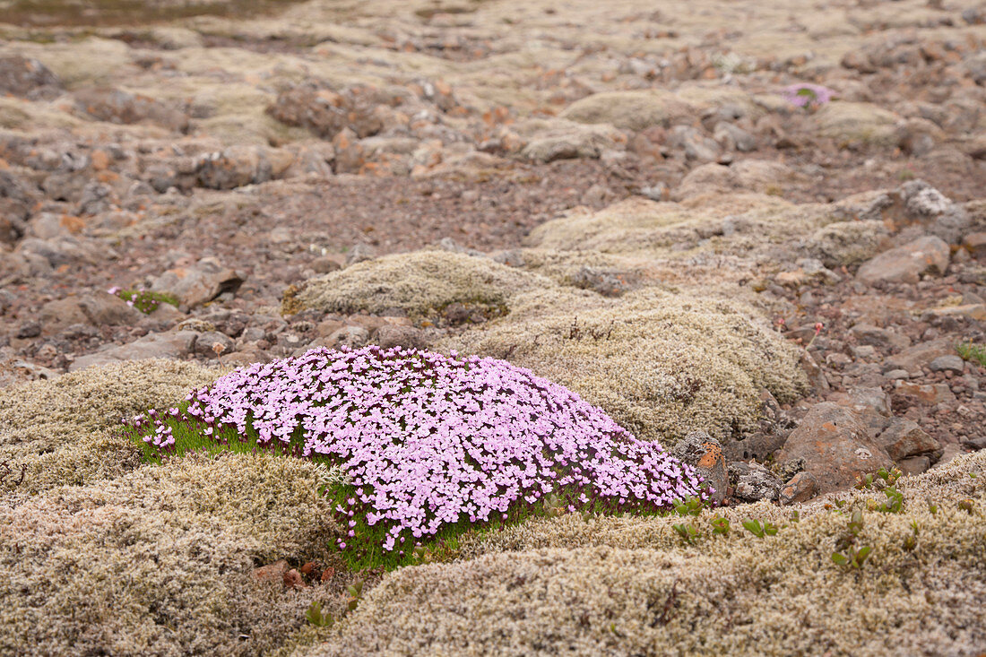 Moss campion Silene acaulis Iceland PL002258