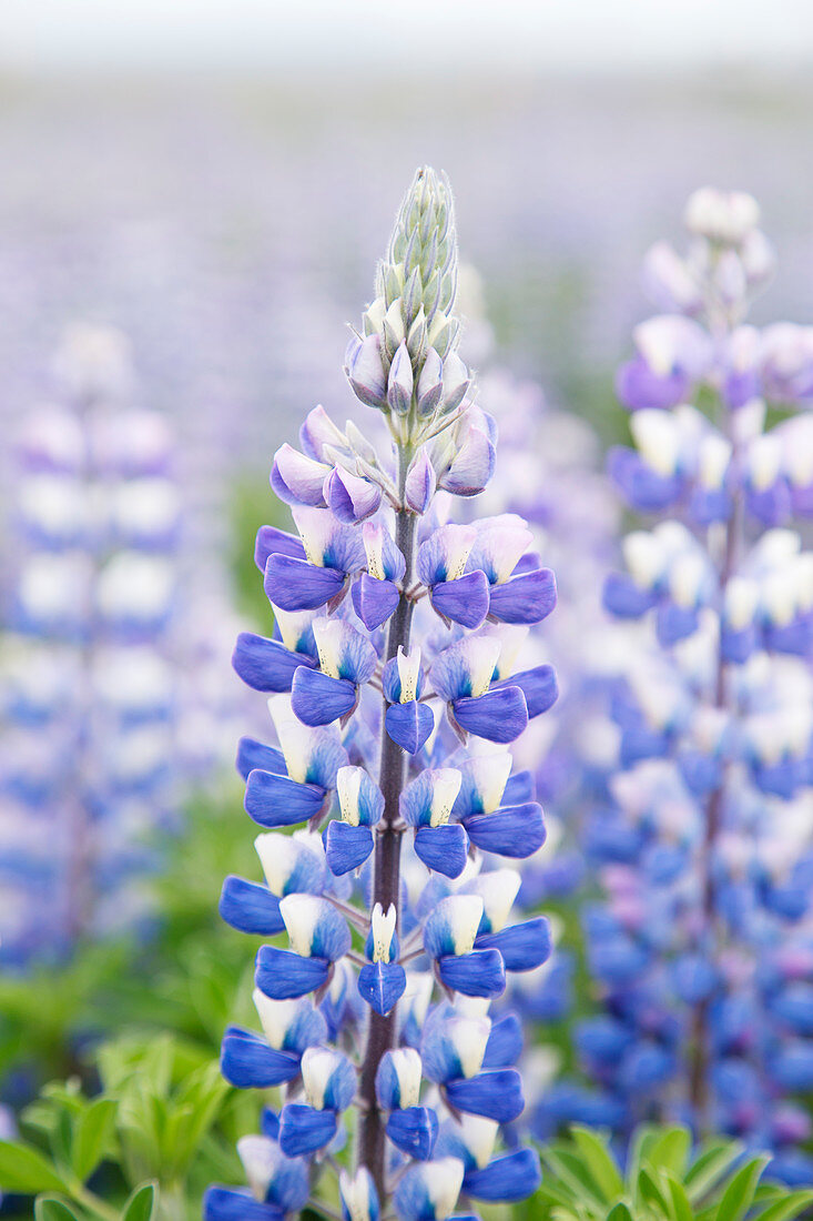 Nootka Lupin - introduced to fertilise soil Lupinus nootkatensis South Coast Iceland PL002293 