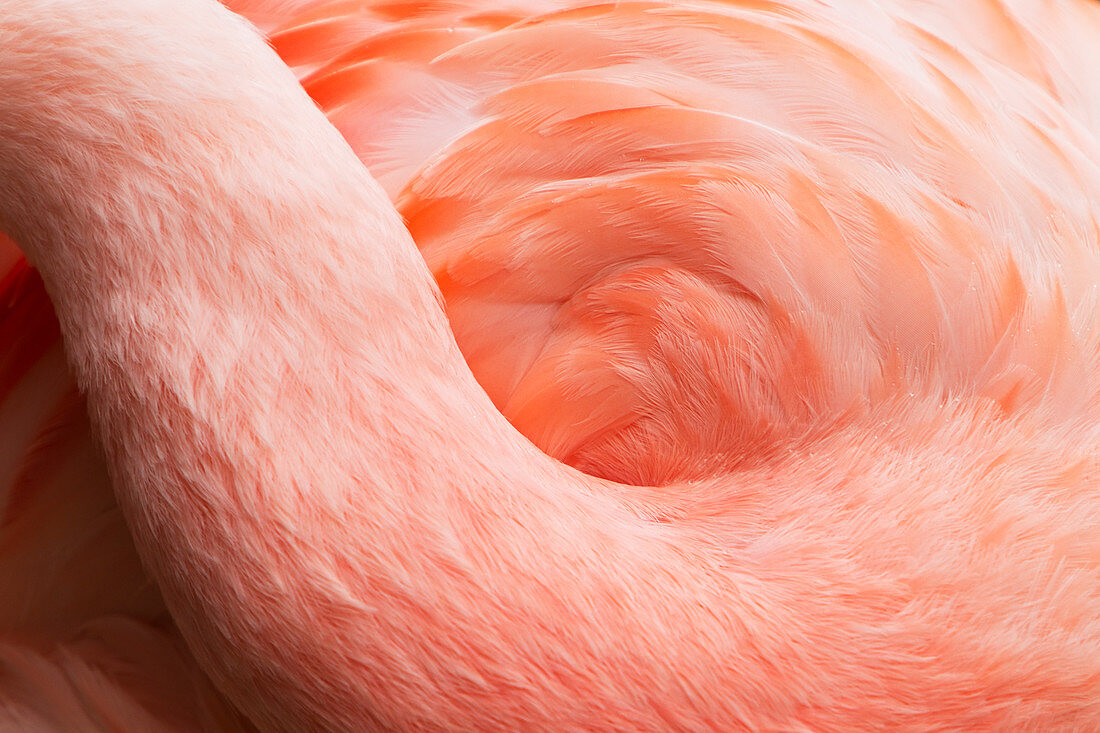 Chilenischer Flamingo (Phoenicopterus chilensis), abstrakt (in Gefangenschaft), BI024738