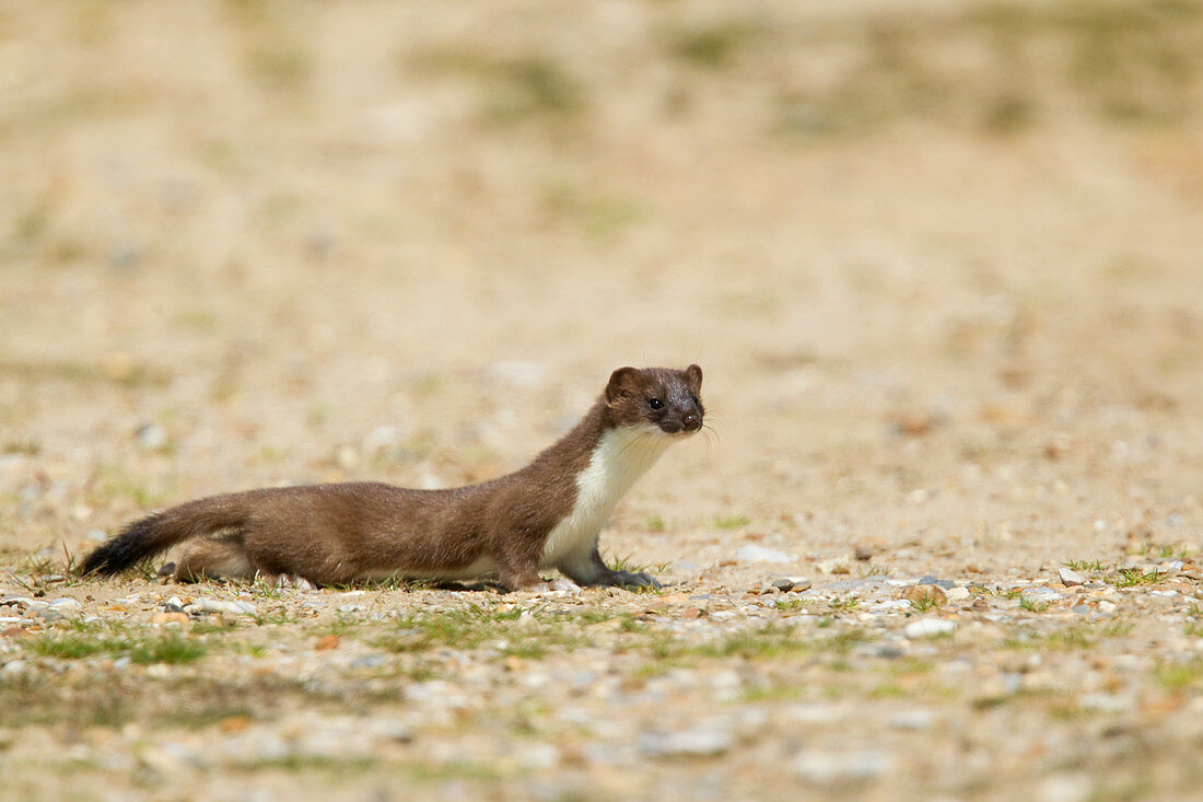 Stoat Mustela erminea Suffolk, UK MA002585