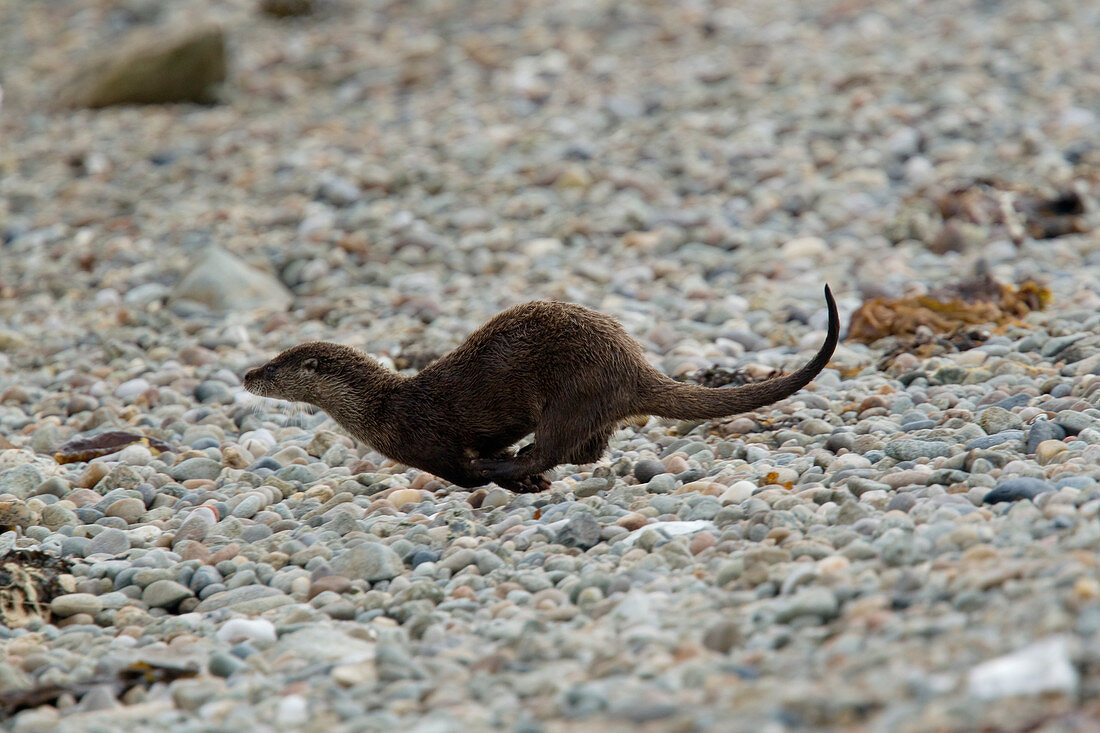 Fischotter (Lutra lutra) rennt über den Strand in Richtung Meer, Shetland, UK MA002386