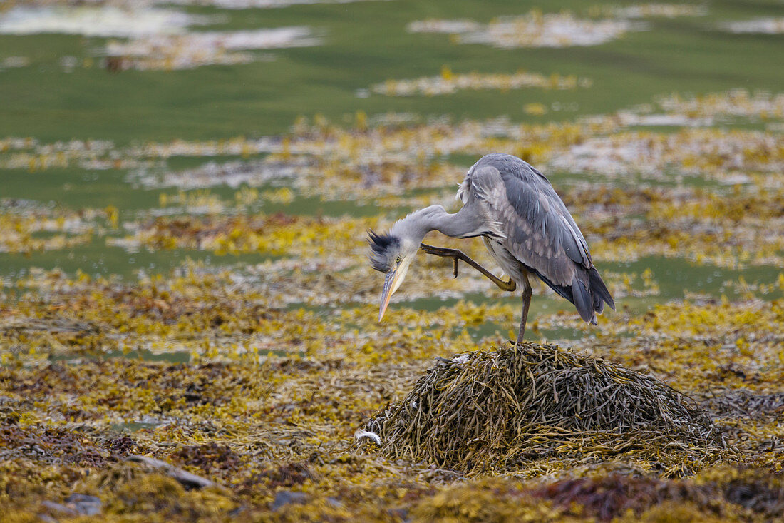 Graureiher (Ardea cinerea), sich putzend im Meeresarm unter Seetang, Isle of Mull, Schottland, UK BI027874