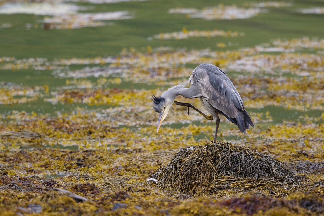 Grey Heron - preening in sea loch amongst seaweed
Ardea cinerea
Isle of Mull
Scotland, UK
BI027874