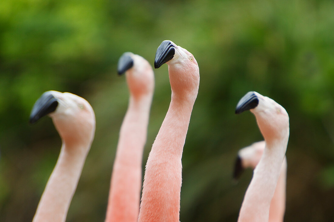 Chilenischer Flamingo (Phoenicopterus chilensis), Balztanz (in Gefangenschaft), BI024753