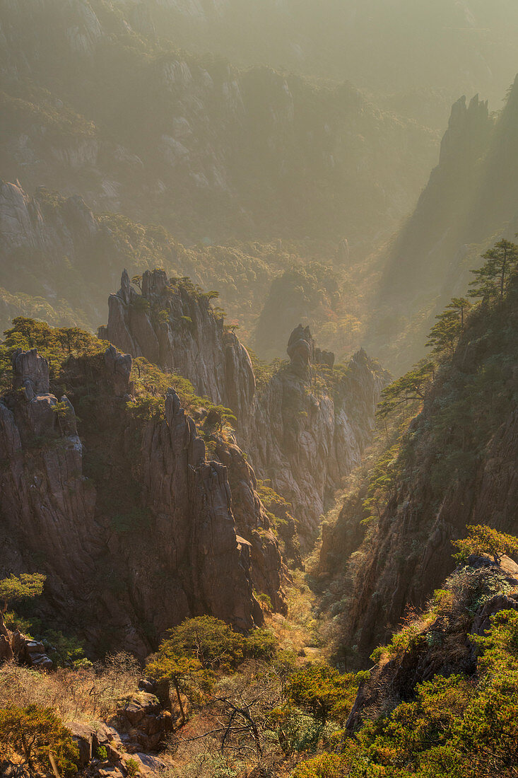 Kiefern und Berge, Yellow Montains, Huangshan, Provinz Anhui, China LA008469