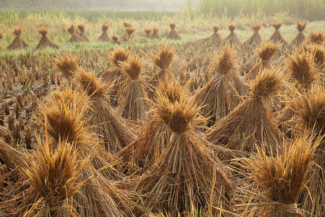 Reisstroh zum Trocknen gestapelt Guilin, Region Guangxi, China LA008190