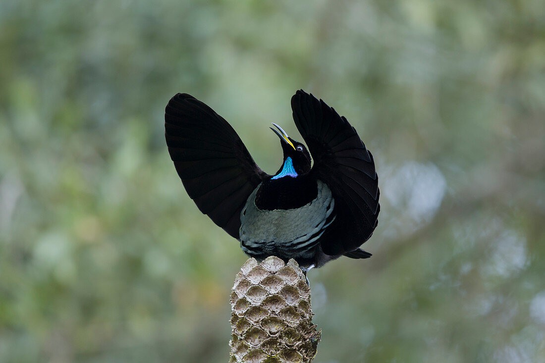 Victoria's Riflebird - adult male display\nPtiloris victoriae\nAtherton Tablelands\nQueensland, Australia\nBI029472\n