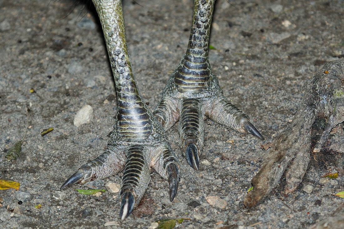 Southern Cassowary - feet Casuarius casuarius Atherton Tablelands Queensland, Australia BI029738 