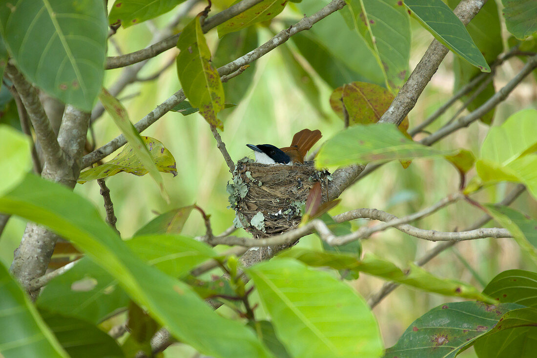 Seidenmyiagra (Myiagra cyanoleuca), Weibchen im Nest, Daintree, Queensland, Australien BI030130