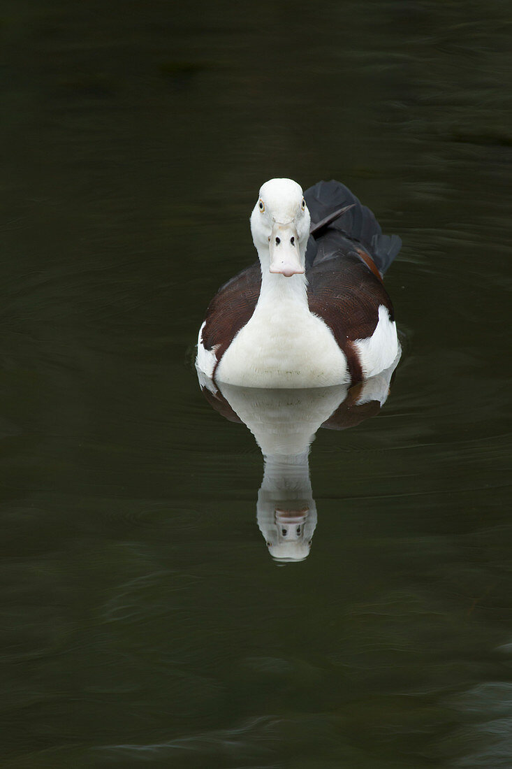 Radjah Shelduck Tadorna radjah Cairns Qeensland, Australia BI030081