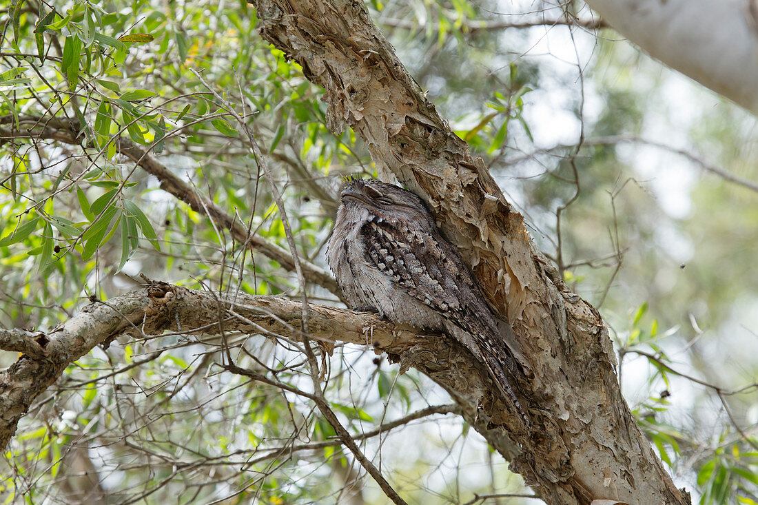 Tawny Frogmouth - at daytime roost\nPodargus strigoides\nBrisbane\nQueensland, Australia\nBI030139\n