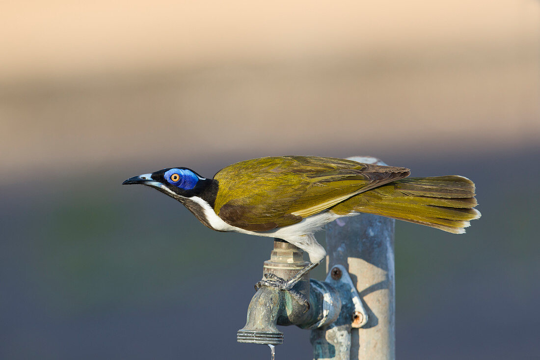 Blauohr-Honigfresser (Entomyzon cyanotis albipennis) trinkt bei undichtem Wasserhahn, Kakadu-Nationalpark Nordterritorium, Australien BI030393