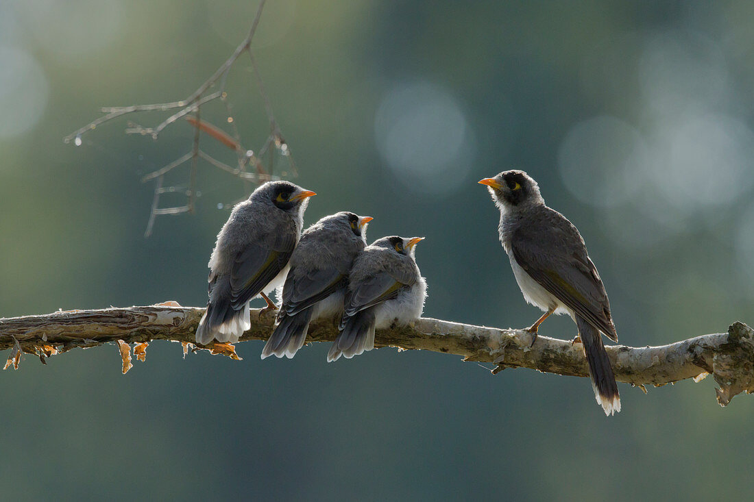Noisy Miner - Parent feeding three fledglings backlit on branch\nManorina melanocephala\nGold Coast\nQueensland, Australia\nBI030555