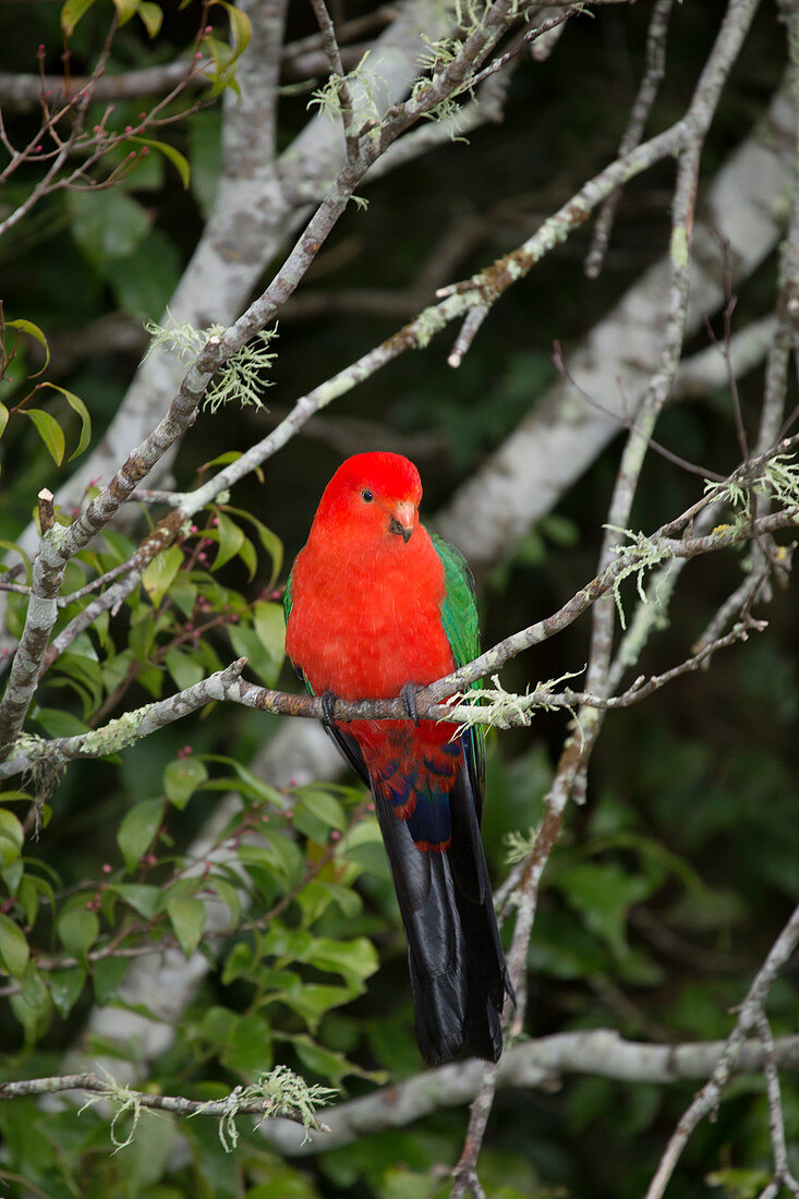 Australian King Parrot - male in rainforest environment Alisterus scapularis Lamington National Park Queensland, Australia BI030766