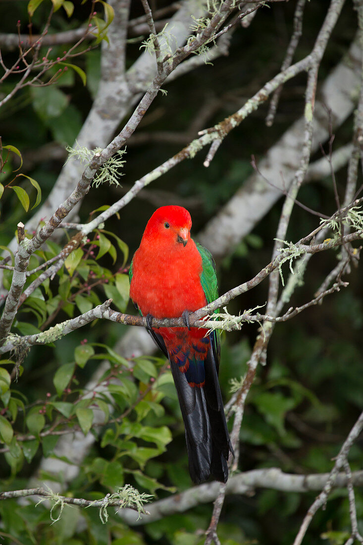 Australischer Königssittich (Alisterus scapularis), Männchen in Regenwald-Umgebung, Lamington-Nationalpark, Queensland, Australien BI030766