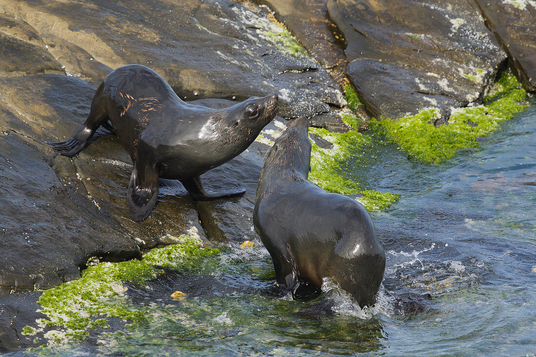 New Zealand Fur Seal - youngsters playfighting\nArctocephalus forsteri\nKangaroo Island\nSouth Australia, Australia\nMA003383