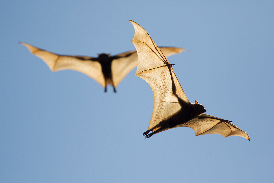 Black Fruit Bat - backlit in flight Pteropus alecto Kakadu National Park Northern Territory, Australia MA003151