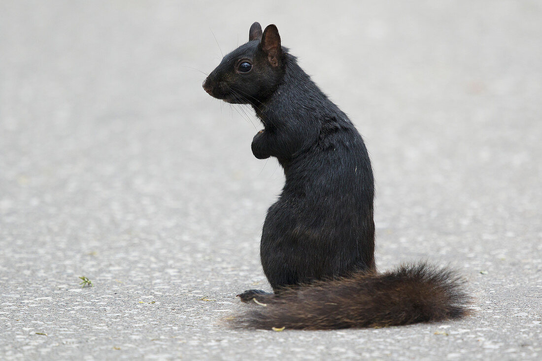 Östliches Grauhörnchen, eigentlich Schwarzhörnchen (Sciurus carolinensis) Ontario, Kanada MA003039