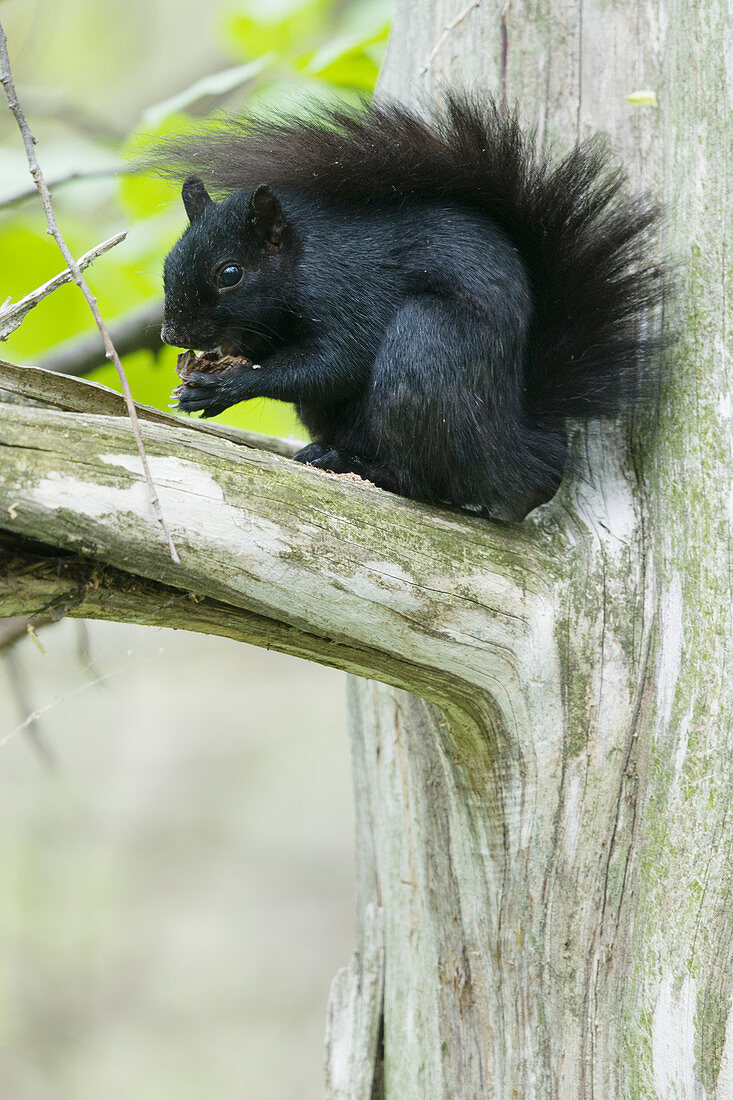 Eastern Grey Squirrel - black form Sciurus carolinensis Ontario, Canada MA003048 