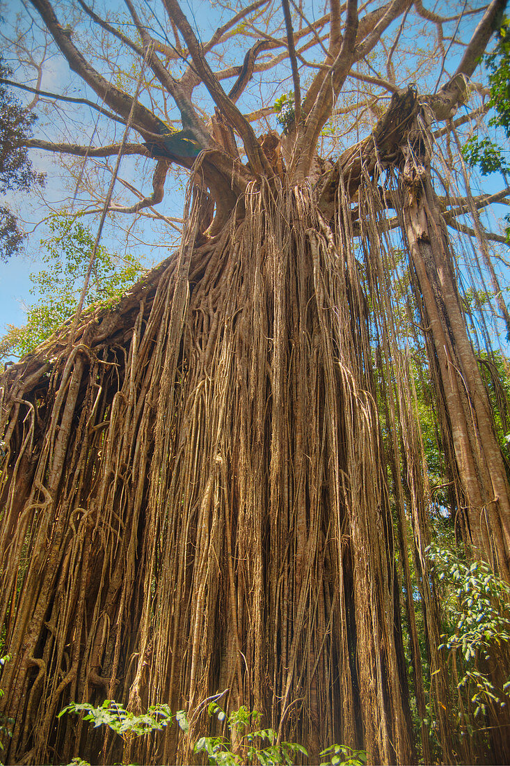 Vorhang Feigenbaum, Atherton Tablelands, Queensland, Australien LA009348