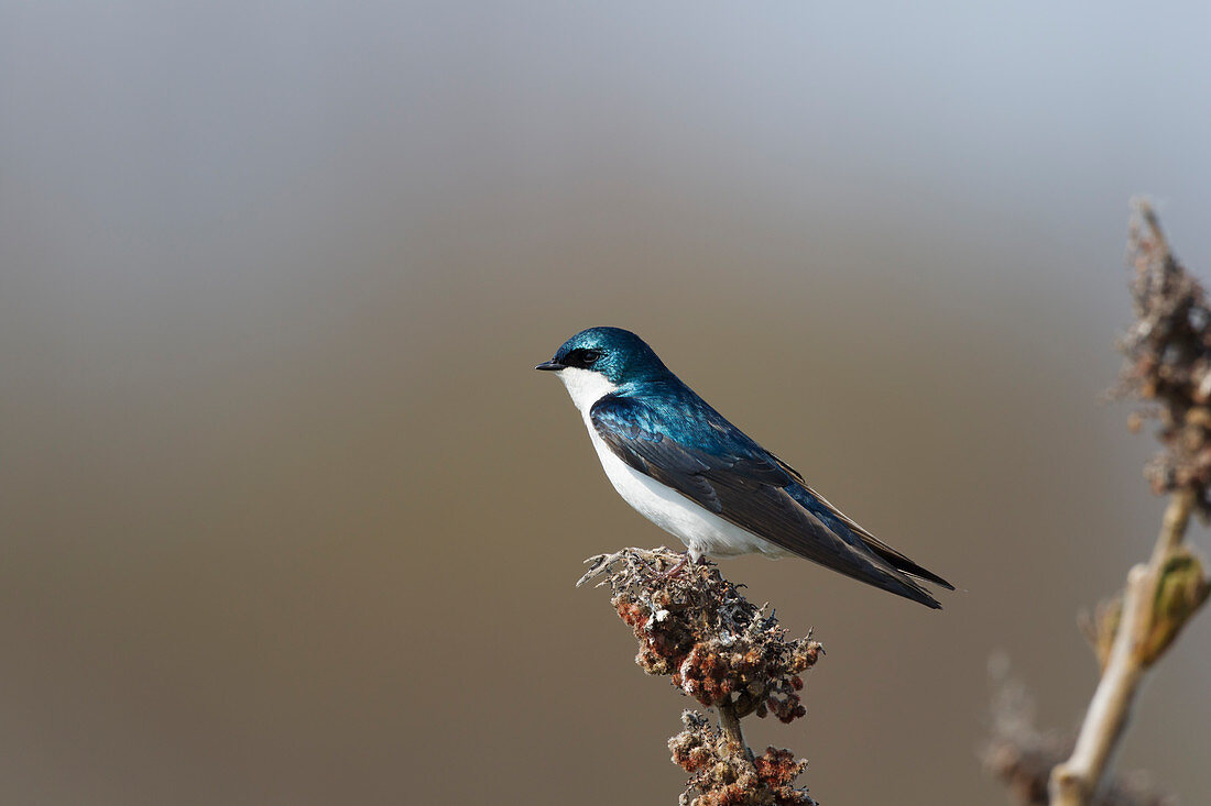 Tree Swallow - perched\nTachycineta bicolor\nOntario, Canada\nBI027289