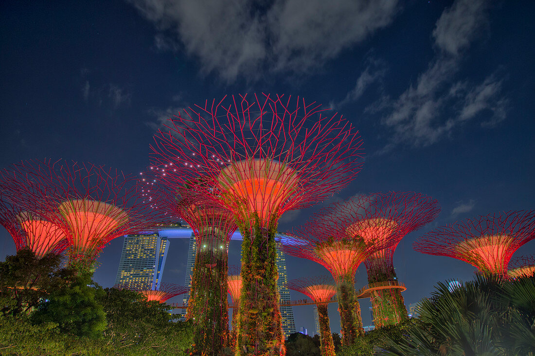 Nachts beleuchtete Supertrees, Marina Bay Gardens, SingaporeTV000562