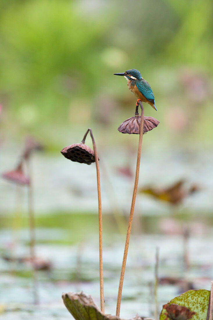 Common Kingfisher Alcedo atthis Singapore BI031725