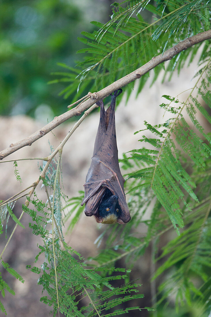 Golden-capped Fruit Bat - roosting Acerodon jubatus Subic Bay Philippines MA003448