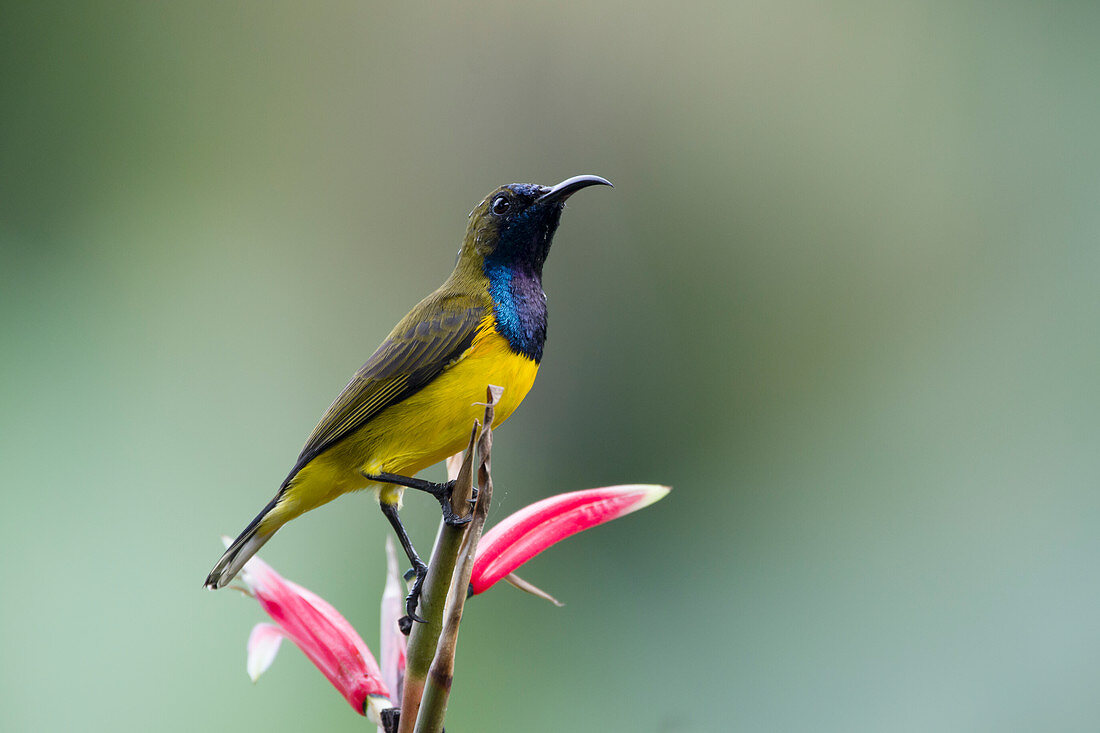 Olive-backed Sunbird - male feeding on Heliconia flower Cinnyris jugularis Singapore BI031769